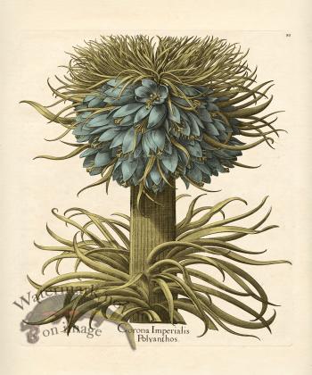 Besler Botanical 080 BG